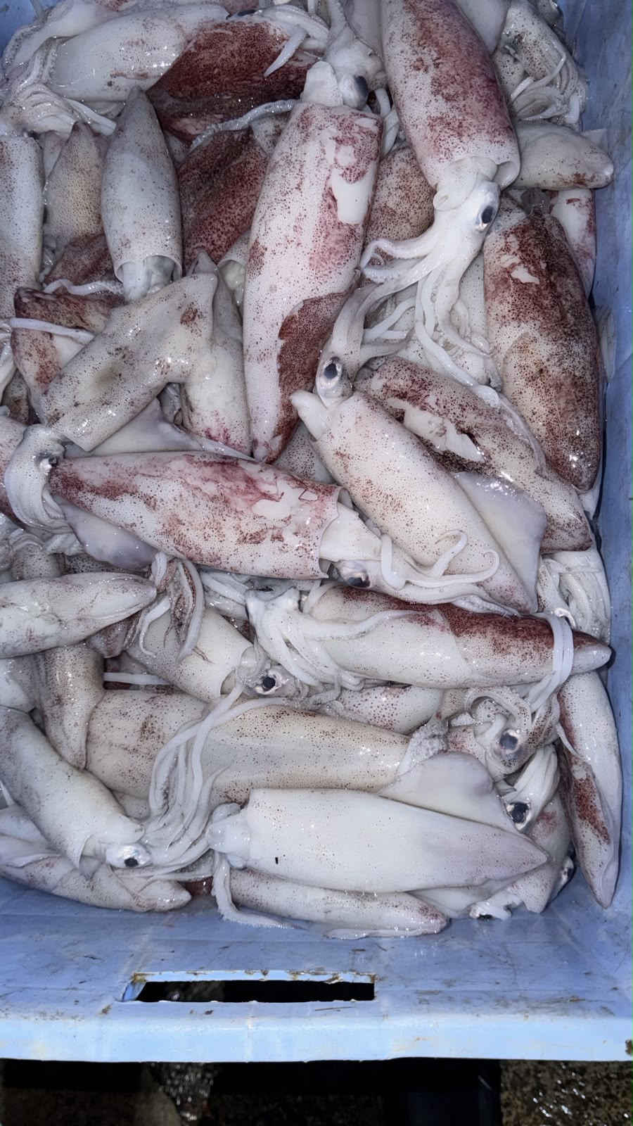 Calamari