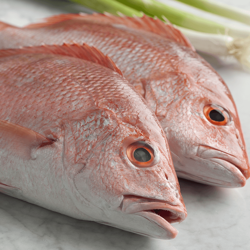 Fresh red snapper