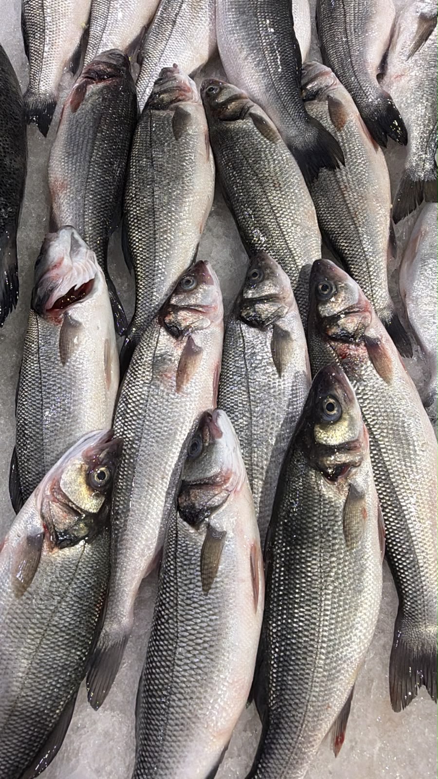 Seabass turkey