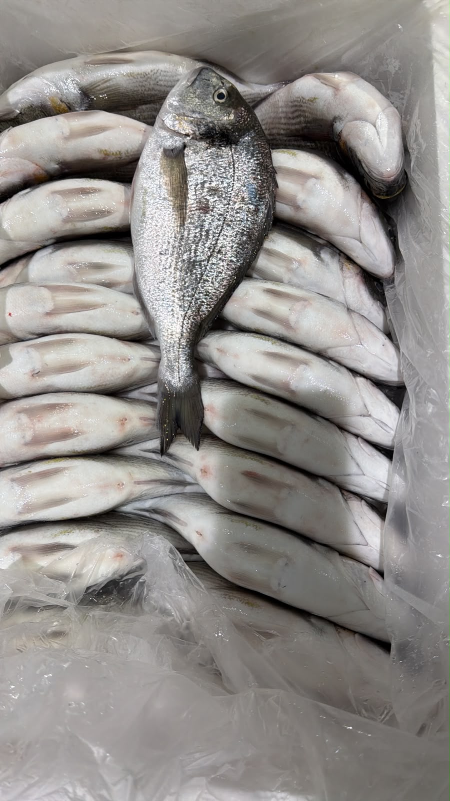 Seabream turkey