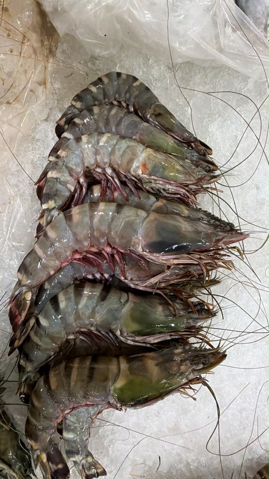 Tiger prawns